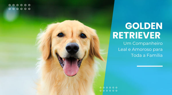 Golden Retriever: Um Companheiro Leal e Amoroso para Toda a Família - Pedepet