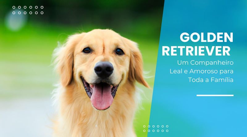 Golden Retriever: Um Companheiro Leal e Amoroso para Toda a Família - Pedepet