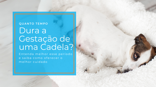 Quanto Tempo Dura a Gestação de uma Cadela? Descubra Aqui!