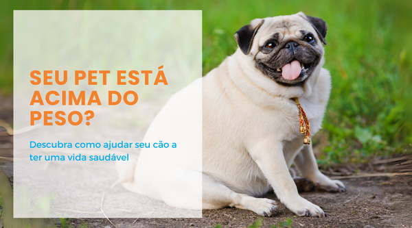 Como Identificar e Tratar a Obesidade em Cães: Guia Completo para Tutores