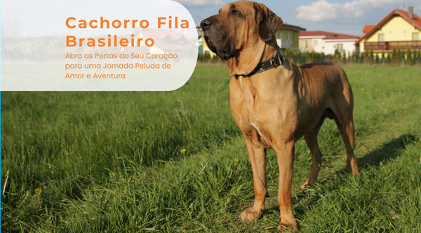 Cachorro Fila Brasileiro: Abra as Portas do Seu Coração para uma Jornada Peluda de Amor e Aventura - Pedepet