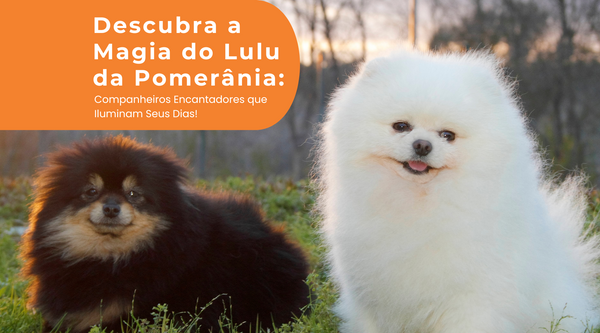Descubra a Magia do Lulu da Pomerânia: Companheiros Encantadores que Iluminam Seus Dias! - Pedepet