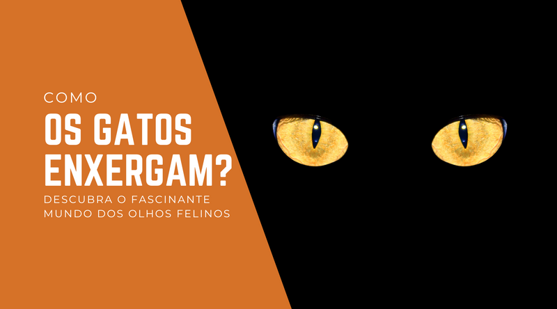 Como os gatos enxergam - Pede Pet