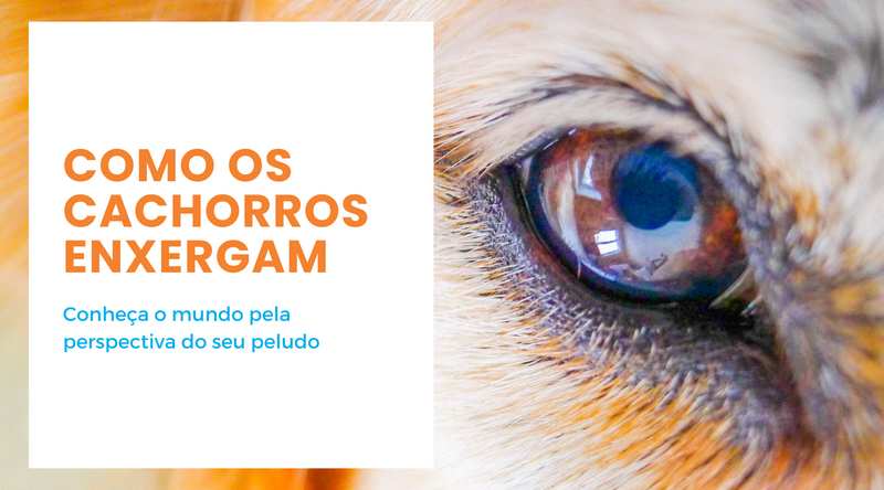 Como os cachorros enxergam - Pede Pet