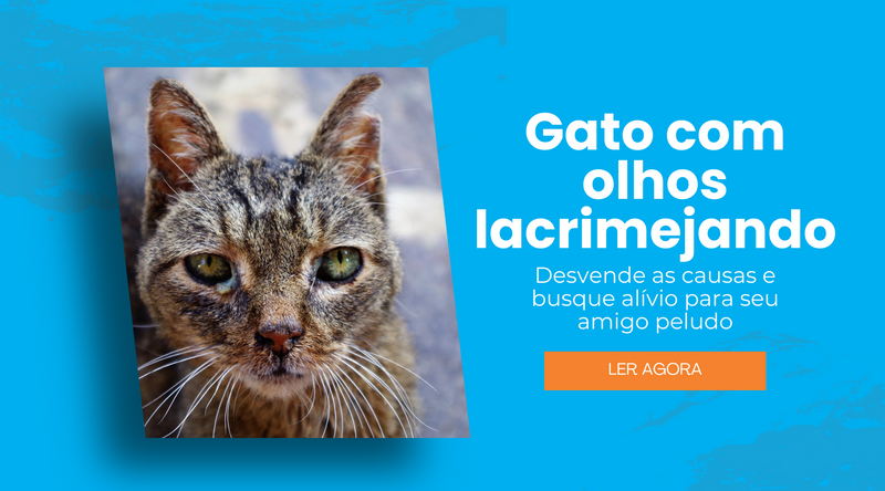 Gato com olho lacrimejando? Descubra os perigos por trás desse sintoma e aja rápido - Pedepet