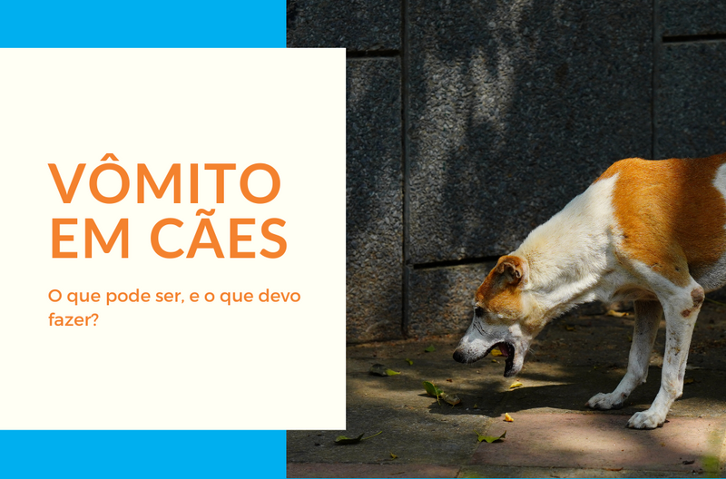 Vômito em Cães: O que pode ser, e o que devo fazer? - Pedepet