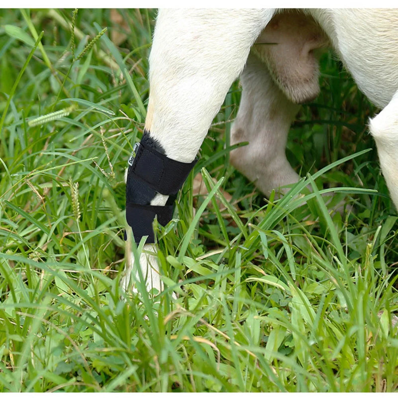 Protetor de Joelho para Cães: Alivio e Recuperação para as Pernas do Seu Pet!